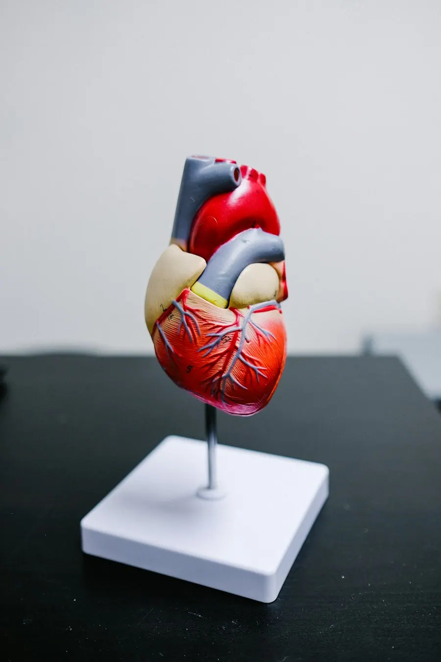 Anatomical model of a human heart on a stand on a dark desk, cardiology billing services